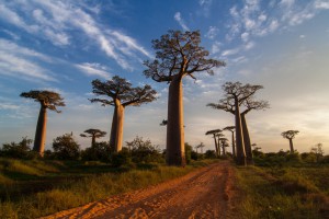 Landscape with Baobabs