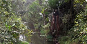 Rainforest in Madagascar