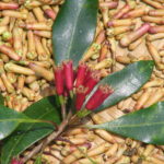 Madagascar cloves