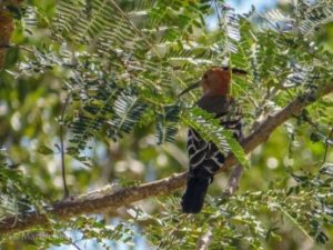 Hoopoe