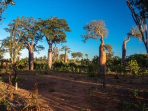 Baobabs Madagaskar
