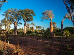 Baobabs