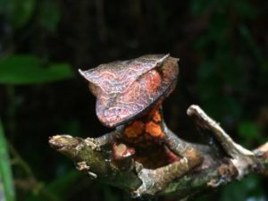 Uroplatys