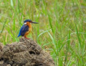 Kingfisher Madagascar