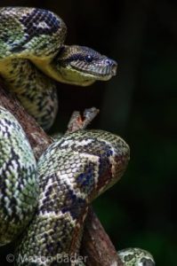 Boa in Madagascar