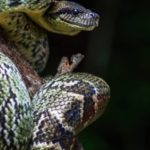 Description of snake species from Madagascar