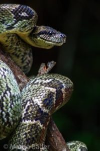 Madagaskar Boa