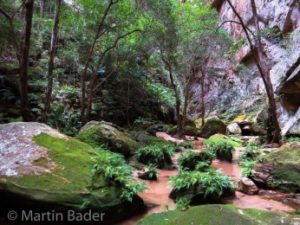 Rainforest in Madagascar