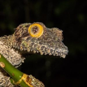 Uroplatys