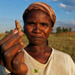 Migratory locust crisis situation in Madagascar