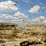 Wanderheuschrecken fressen Madagaskar in die Katastrophe!