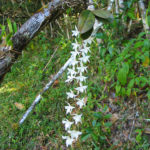 Flowering plants