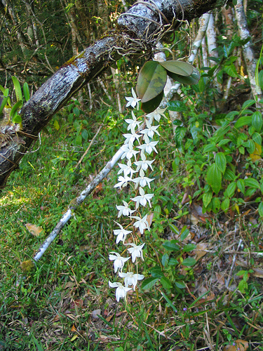 Madagascar flowers