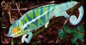 Furcifer Pardalis