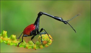 Giraffe beetle