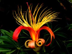 Baobab flower