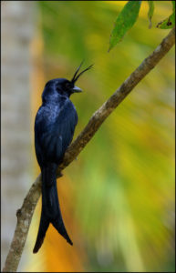 Drongo auf Madagaskar