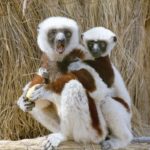 The most beautiful lemur park in Madagascar