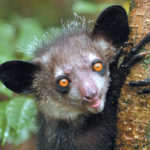 Aye Aye-the spooky finger animal from Madagascar