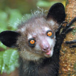 Aye Aye-the spooky finger animal from Madagascar