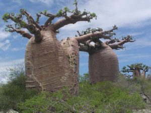 Adansonia-grandidieri baobab trees