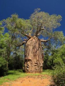 Baobabs Bader