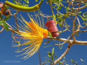 Baobab Blüte