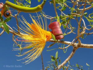 Baobab flower