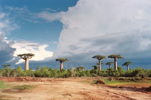 Forest of Andasibe