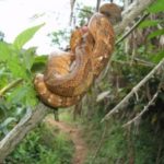 Zahamena National Park