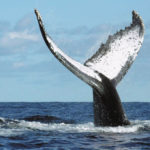 Humpback whale watching in Madagascar