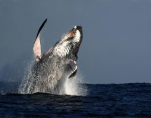 Humpback whales Madagascar