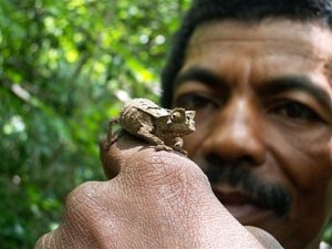 Brookesia chameleon