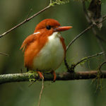 Ornithological travels in Madagascar