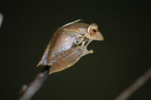 Frosch in Madagaskar