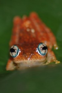 Frosch im Regenwald