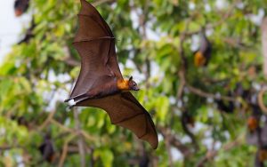 Madagascar flying fox