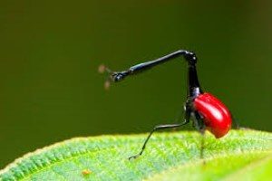 Giraffes beetle Ranomafana