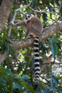 Katta Lemur Anja