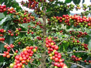 Coffee from Madagascar