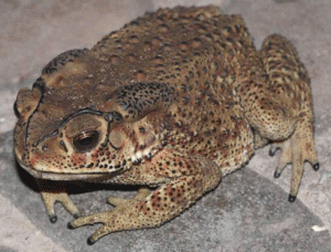 Toad invasion in Madagascar