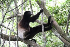 Lemurs forest camp