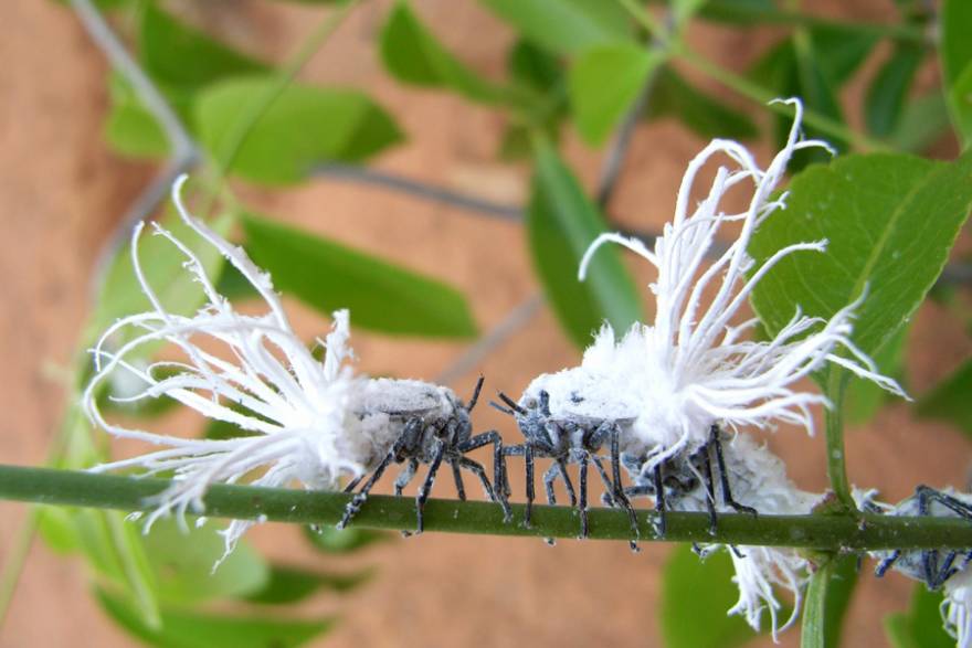 Madagascar_Flatid_Leaf_Bug_Nymph