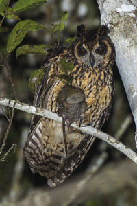 Madagascar owl
