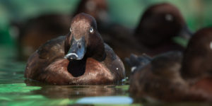 Madagascar Ferruginous Duck