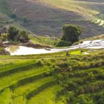 The rice culture in Madagascar