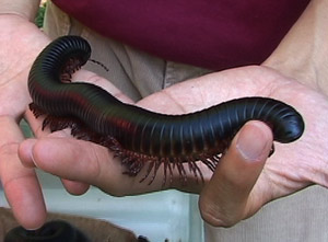 Millipede