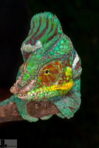 Chameleon