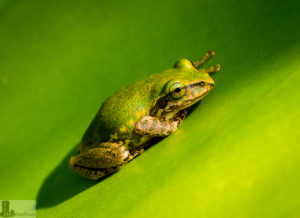 Frog in Madagascar