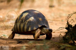 Strahlenschildkröte